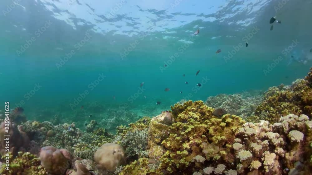 tropical fish and coral reef underwater world diving and snorkeling on coral reef. Hard and soft corals underwater landscape tropical fish and coral reef underwater world diving and snorkeling on coral reef. Hard and soft corals underwater landscape