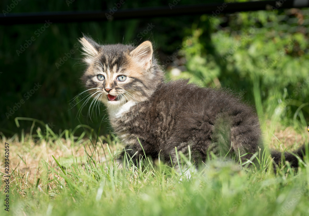 Junges Kitten mit plüsch Fell und offenem Mund