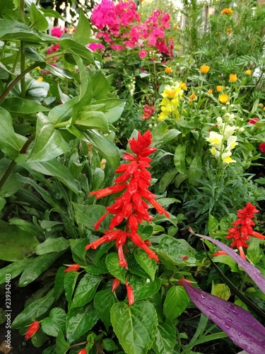 flowers