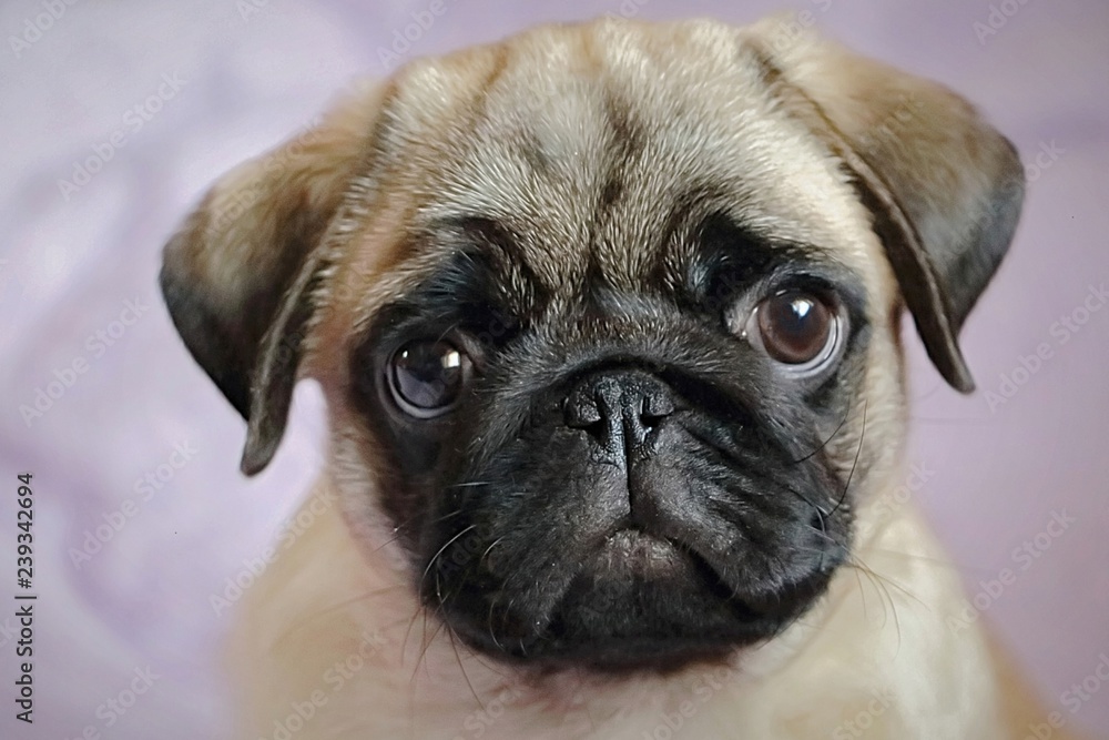  portrait of a cute pug puppy