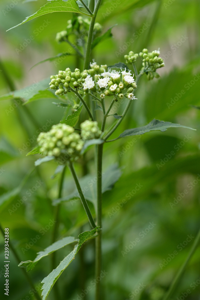 White snakeroot White snakeroot