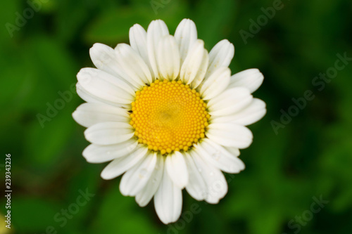 Bright daisy with yellow core closeup at summer