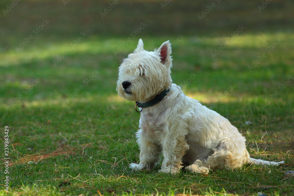 Cute white Scotch terrier sitting on a green grass in the park