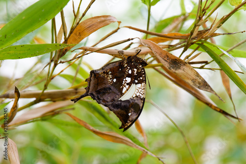 Tiger Leafwing butterfly (Consul Fabius) on leaf photo