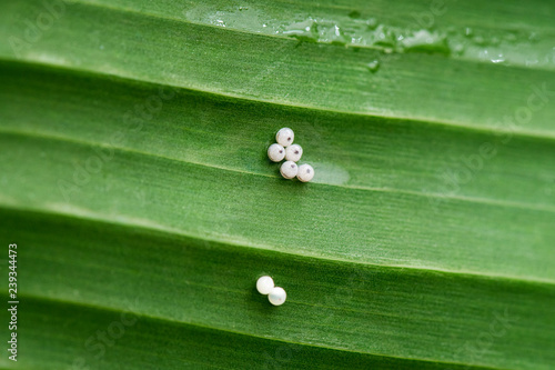 Butterfly's eggs on banana leaf photo