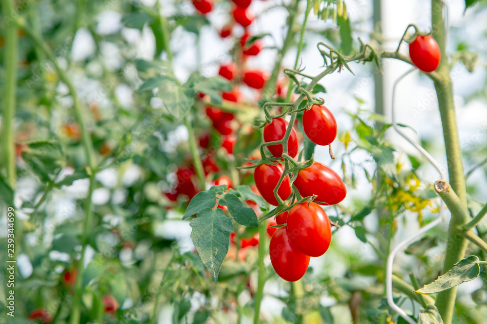Close up fresh tomato on tree in garden