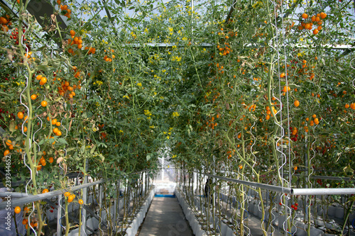 fresh tomato hydrophonic field in modern agriculture photo