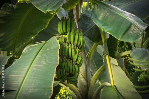 platanera con platanos o bananas verdes, macro photo