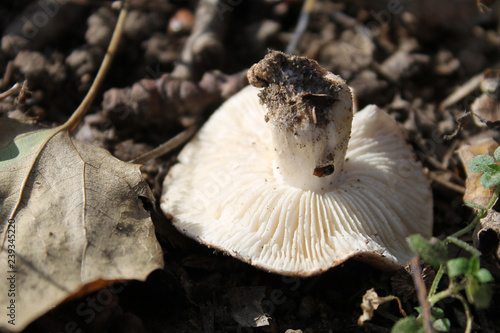 Tricholoma populinum fungus. October, Belarus photo