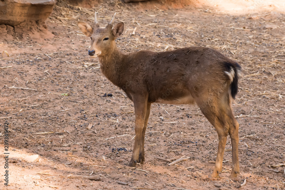 Fototapeta premium Picture young deer red On brown soil.