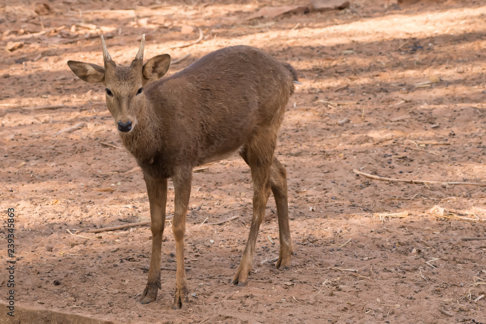 Picture young deer red  On brown soil.