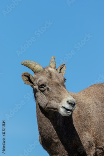 Desert Bighorn Sheep Ewe © natureguy