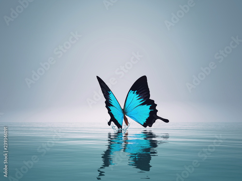 A blue butterfly on sea.