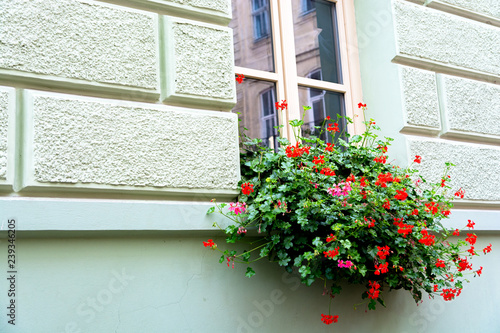 Fototapeta Naklejka Na Ścianę i Meble -  Exterior window with blooming red flowers