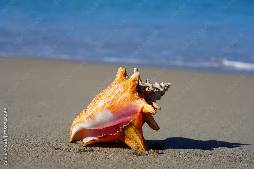 Pink conch shell on a sand beach by the Caribbean Sea in Nevis Pink conch shell on a sand beach by the Caribbean Sea in Nevis