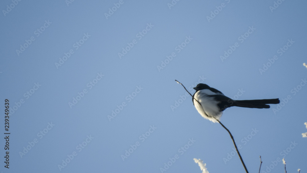 bird on branch