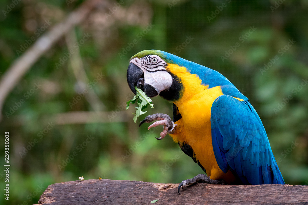 Blue and Yellow (Ara Ararauna) Macaw is Eating a Leaf