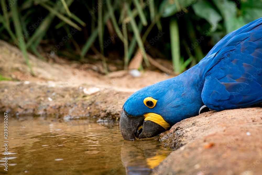 Fotografie Hyacinth Macaw is Drinking Water From the Puddle
