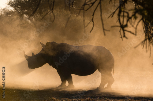 Silhouette of White rhinoceros in mist, Kalahari, Botswana