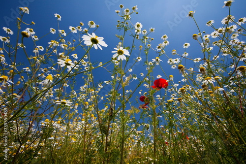 Flowering meadow, Padua province, Veneto, Italy photo