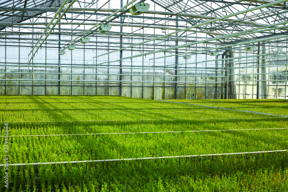 Cupressus macrocarpa Goldcrest house conifer young plants growing in Dutch greenhouse in small pots Cupressus macrocarpa Goldcrest house conifer young plants growing in Dutch greenhouse in small pots