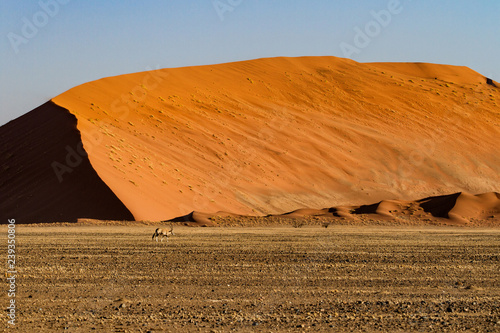 Oryx walking in the dry riverbed between the red sand dunes of Sossusvlei in the Namib Nauklft National Park in Namibia