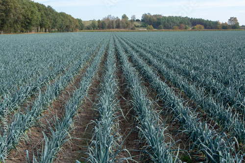  Field with growing leek onion plants