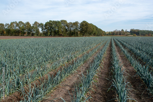  Field with growing leek onion plants