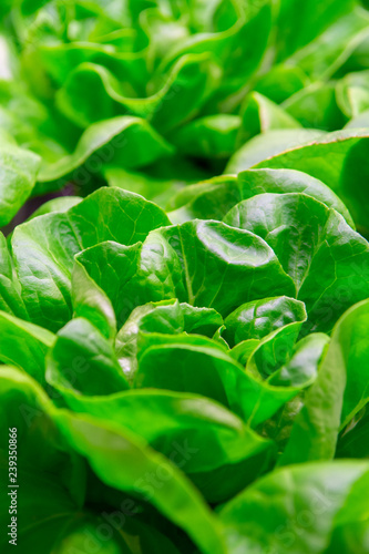Photos Green fresh butterhead lettuce ready to harvest