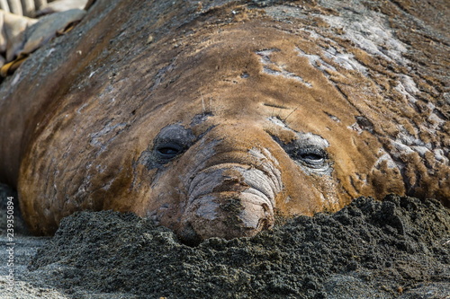 Southern elephant seal bull (Mirounga leonina) molting in Gold Harbor, South Georgia, UK Overseas Protectorate, Polar Regions photo