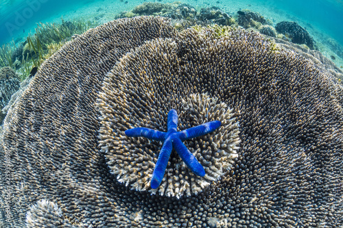 Sea star underwater on Komodo island, National park, Indonesia photo