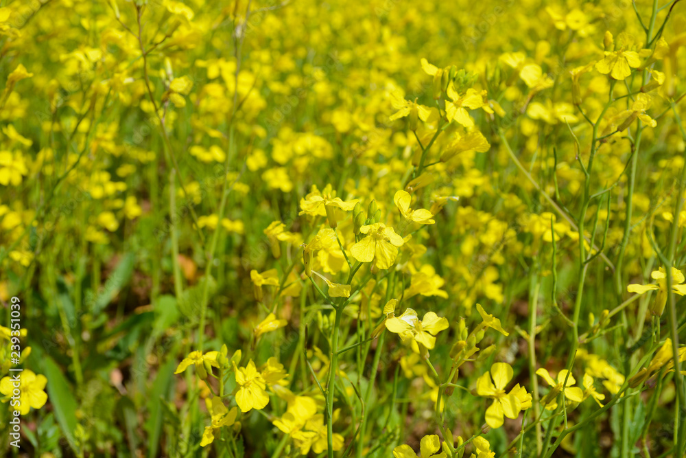GORODETS, RUSSIA - JUNE 19, 2018: Field with yellow flowers in Nizhny Novgorod region near Gorodets city GORODETS, RUSSIA - JUNE 19, 2018: Field with yellow flowers in Nizhny Novgorod region near Gorodets city
