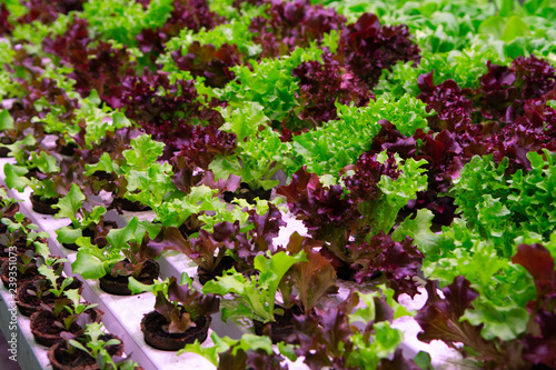 Industrial cultivation of green butterhead and oak bio lettuce uses hydroponics methode © barmalini