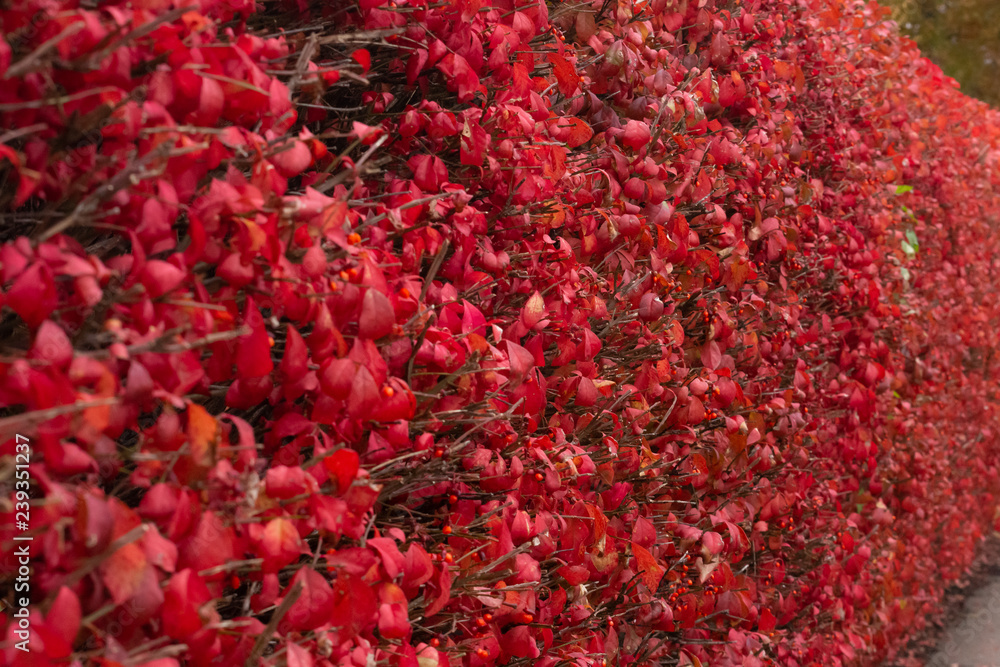 beautiful wall of red leaves in full bloom beautiful wall of red leaves in full bloom