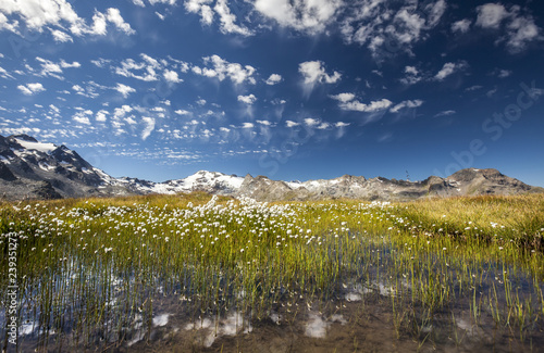 Eriophorus (cotton grass) blooming in the water of a lake in Upper Engadine, surrounded by the Swiss Alps, Graubunden, Switzerland, Europe photo