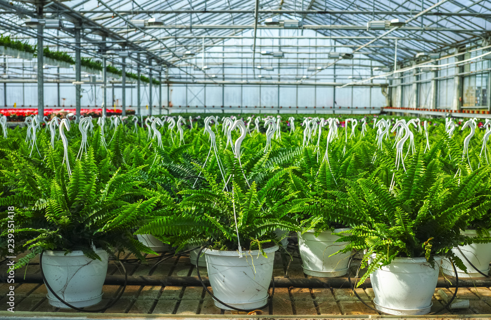 Nephrolepis Green Lady, houseplants cultivated as decorative or ornamental flower, growing in greenhouse, ready for transport for sale. Nephrolepis Green Lady, houseplants cultivated as decorative or ornamental flower, growing in greenhouse, ready for transport for sale.