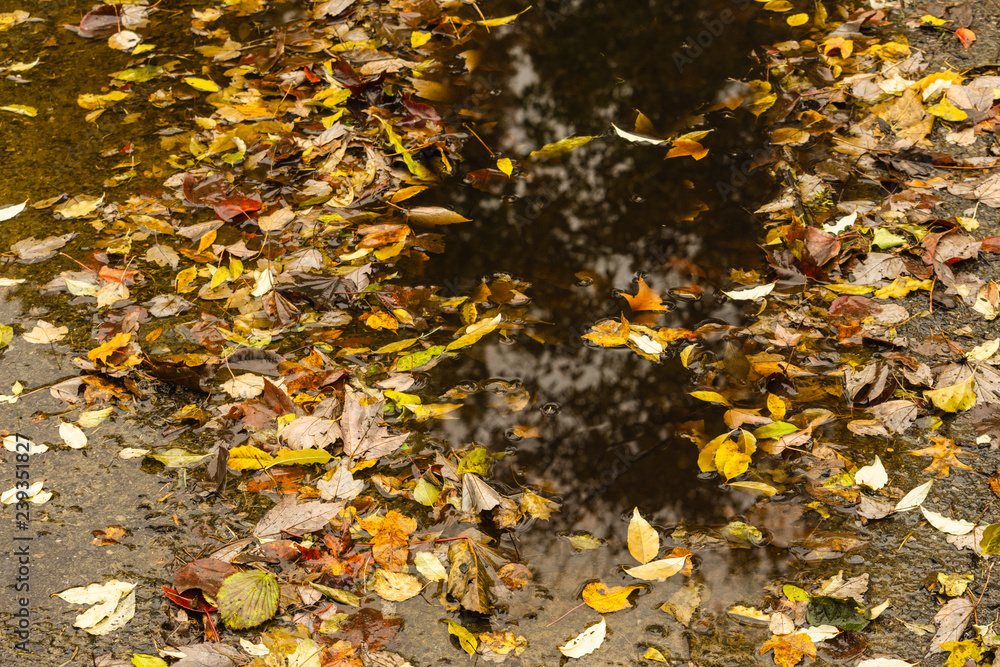 colorful fallen leaves around a puddle with a tree in reflection on a cloudy autumn day colorful fallen leaves around a puddle with a tree in reflection on a cloudy autumn day