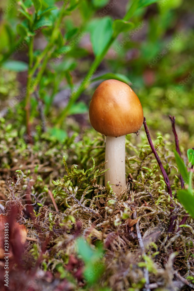 non specific nature forest bed details of foliage non specific nature forest bed details of foliage