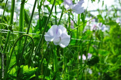 Cuthbertson Blend, Spenser type sweet peas colorful cut flowers cultivated as decorative or ornamental flower, growing in greenhouse photo