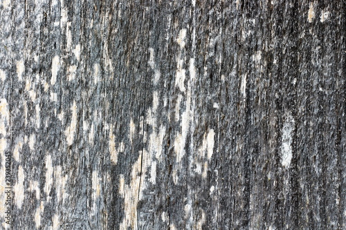 bark of a tree © Andrius