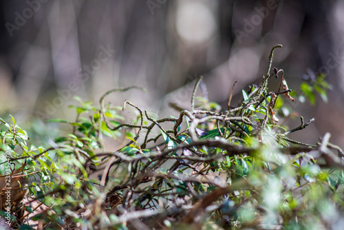 non specific nature forest bed details of foliage