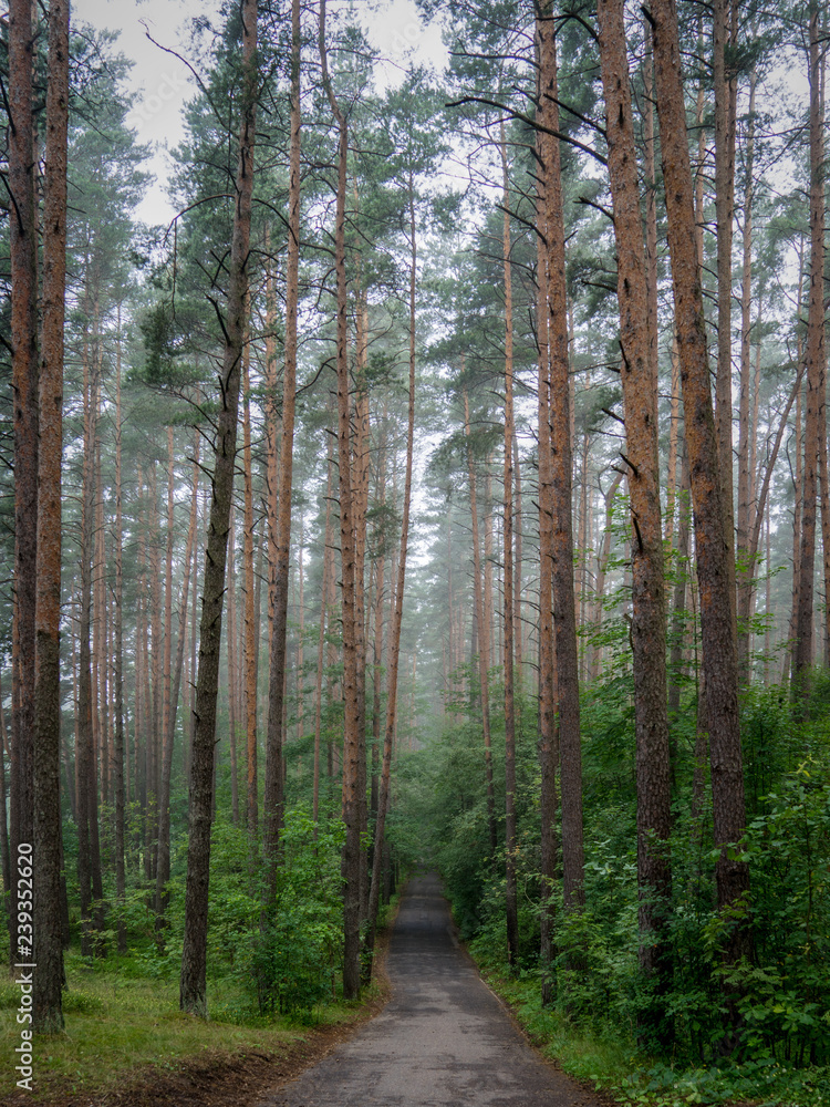 Obraz premium summer asphalt road in perspective