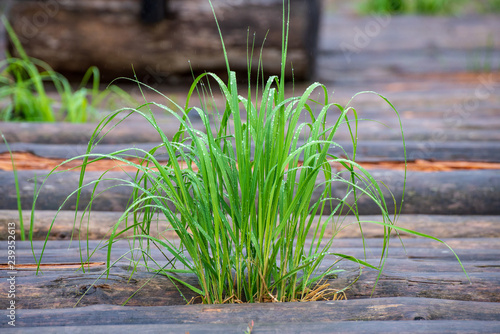 non specific nature forest bed details of foliage photo