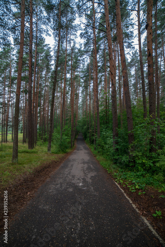 summer asphalt road in perspective