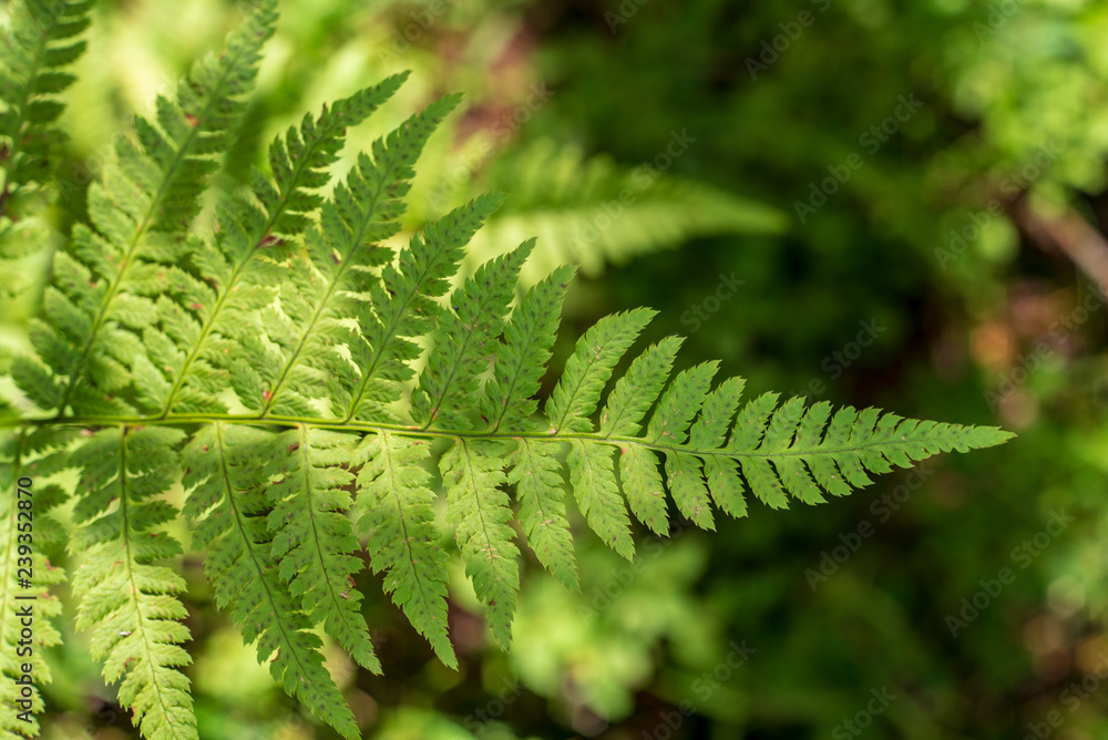 non specific nature forest bed details of foliage non specific nature forest bed details of foliage
