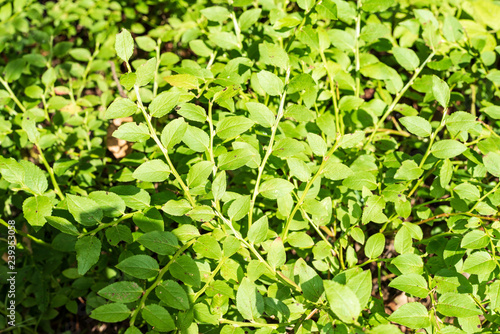 non specific nature forest bed details of foliage