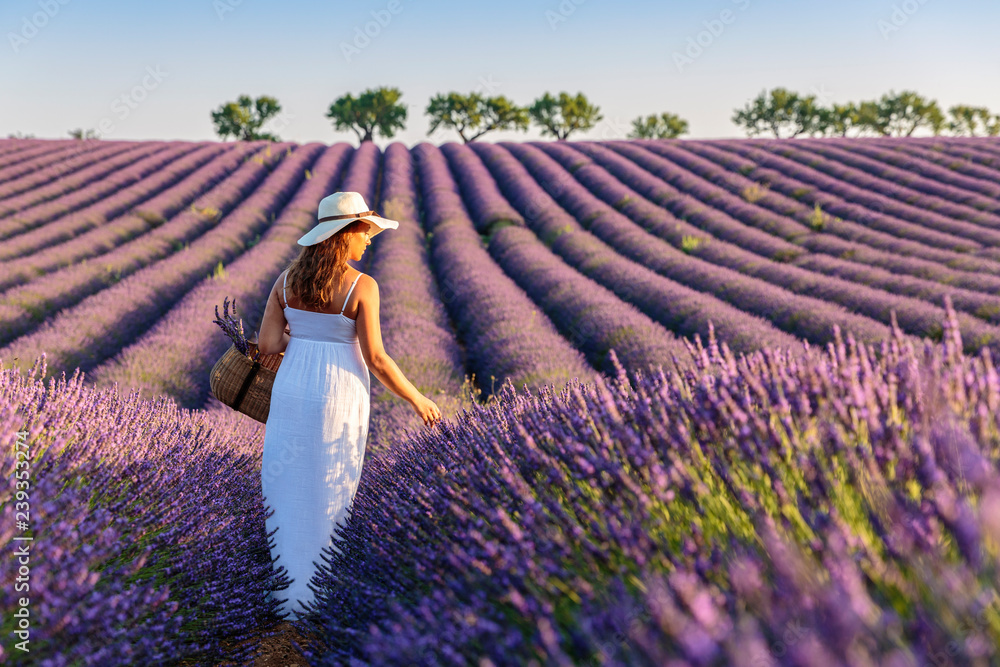 Woman with hat in lavender fields. Plateau de Valensole, Alpes-de-Haute- Provence, Provence-Alpes-Cote d'Azur, France. Stock Photo | Adobe Stock