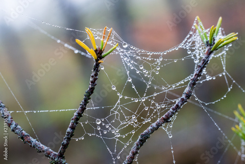 beautiful spider cob webs in swamp in late autumn with morning dev drops