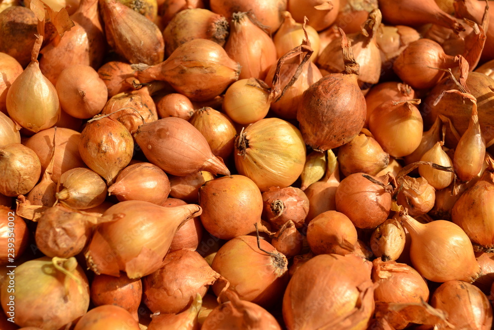 Obraz premium onion lie in a basket on the table