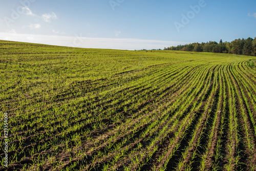 cultivated wheat field in summer